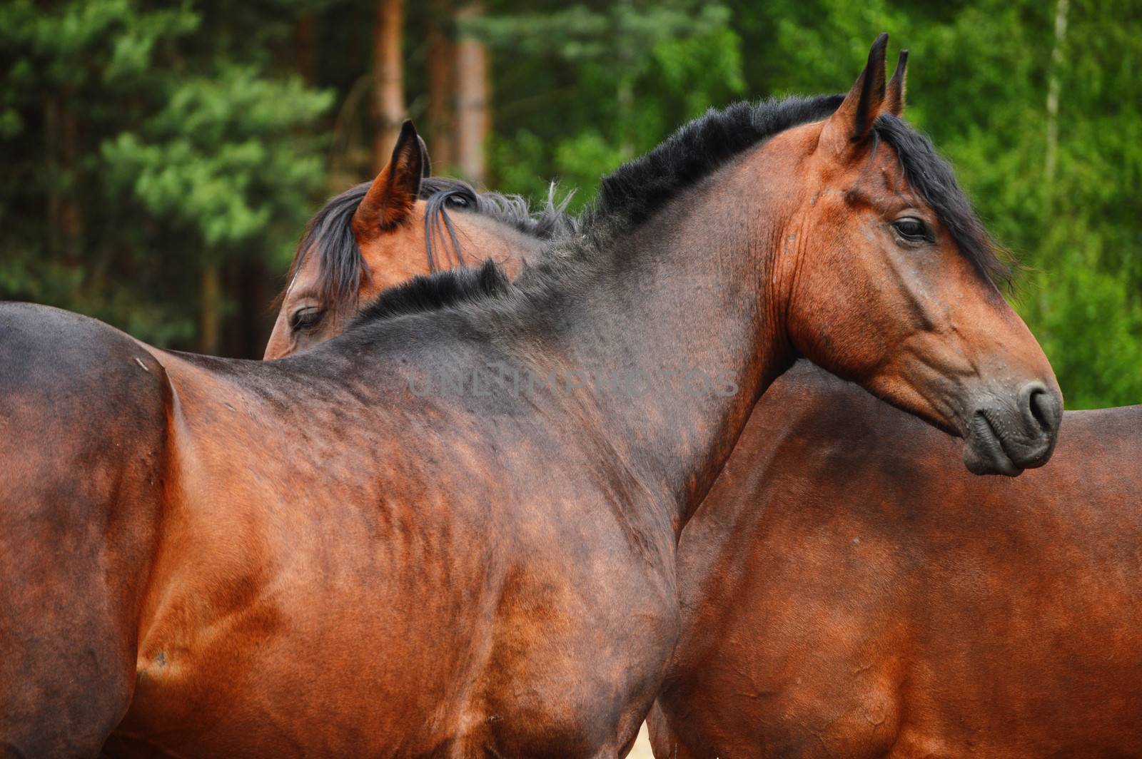 Horses near the stable