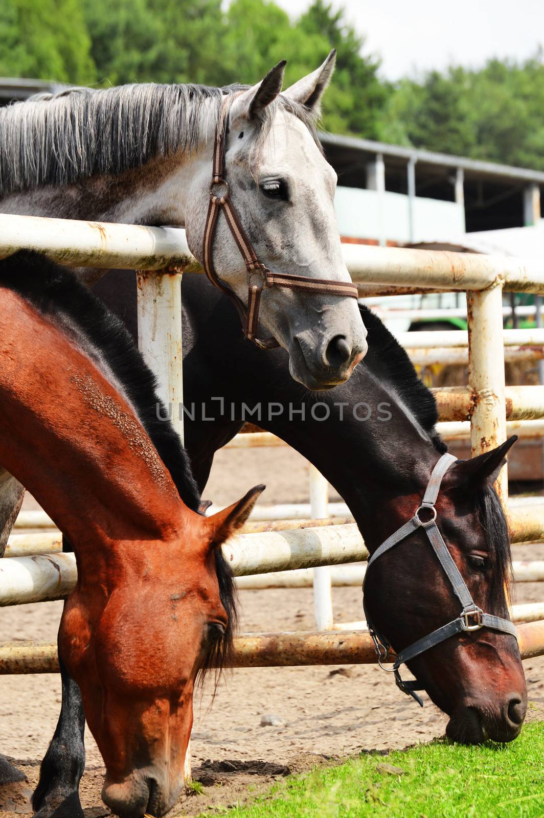 Horses near the stable