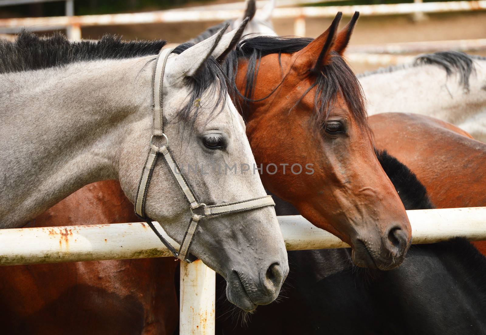 Horses near the stable