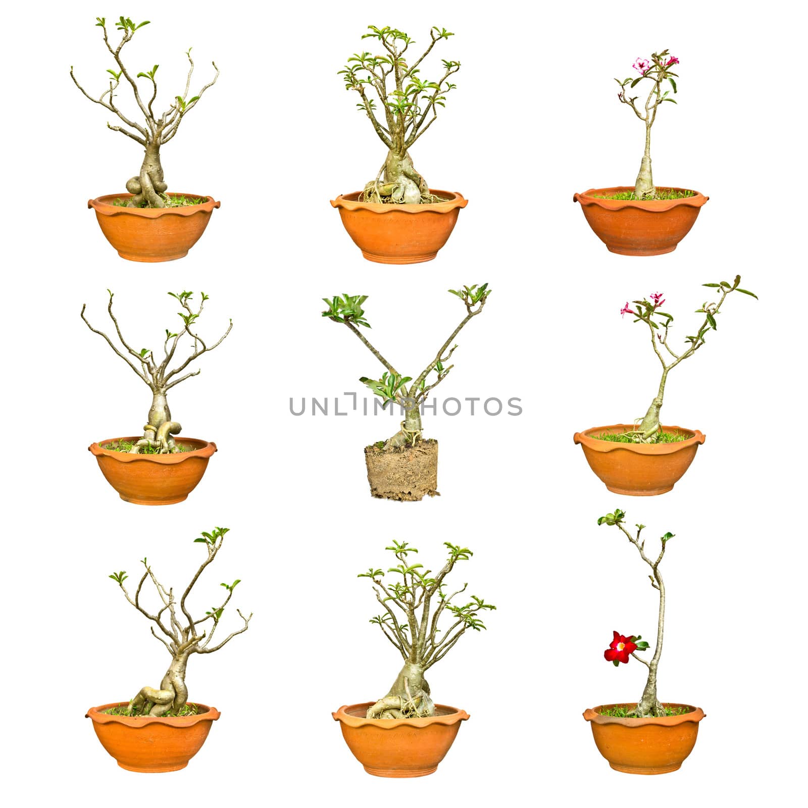 Set of Bignonia or Desert Rose on white background