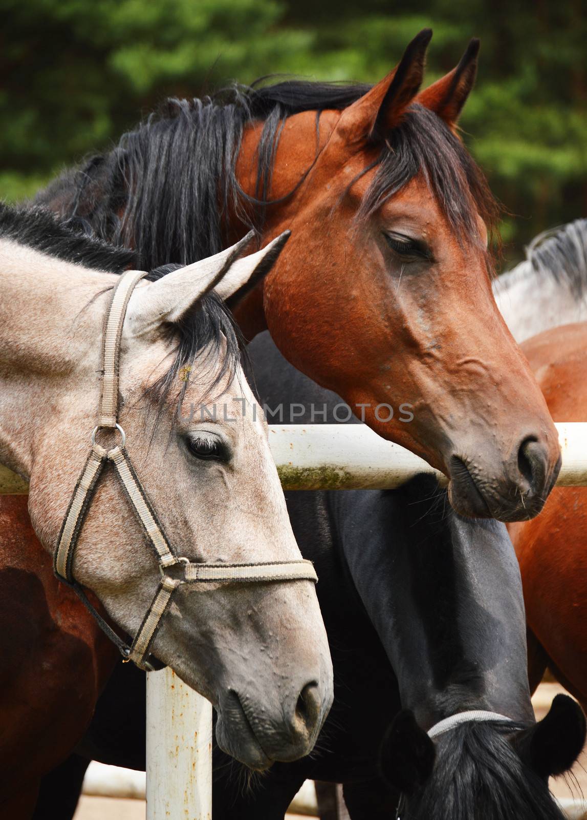 Horses near the stable