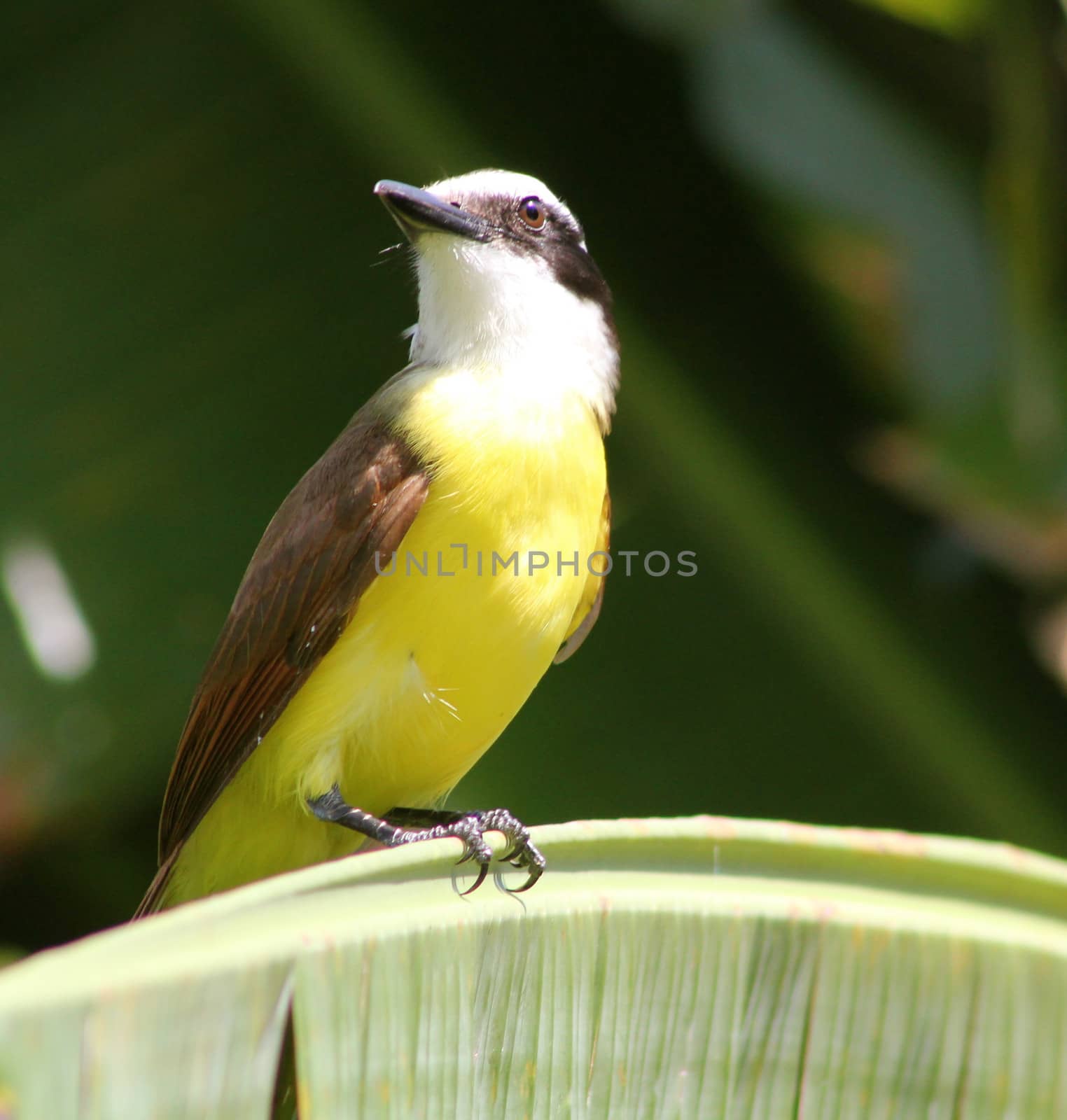 A colourful and usually noisy kiskadee perched in a palm tree in Mexico.