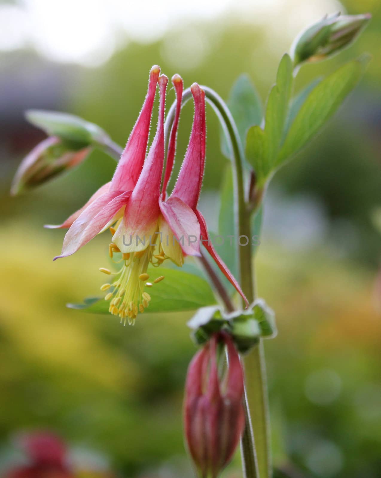 Pink and yellow columbine (commonly known as Granny Bonnet) in the garden