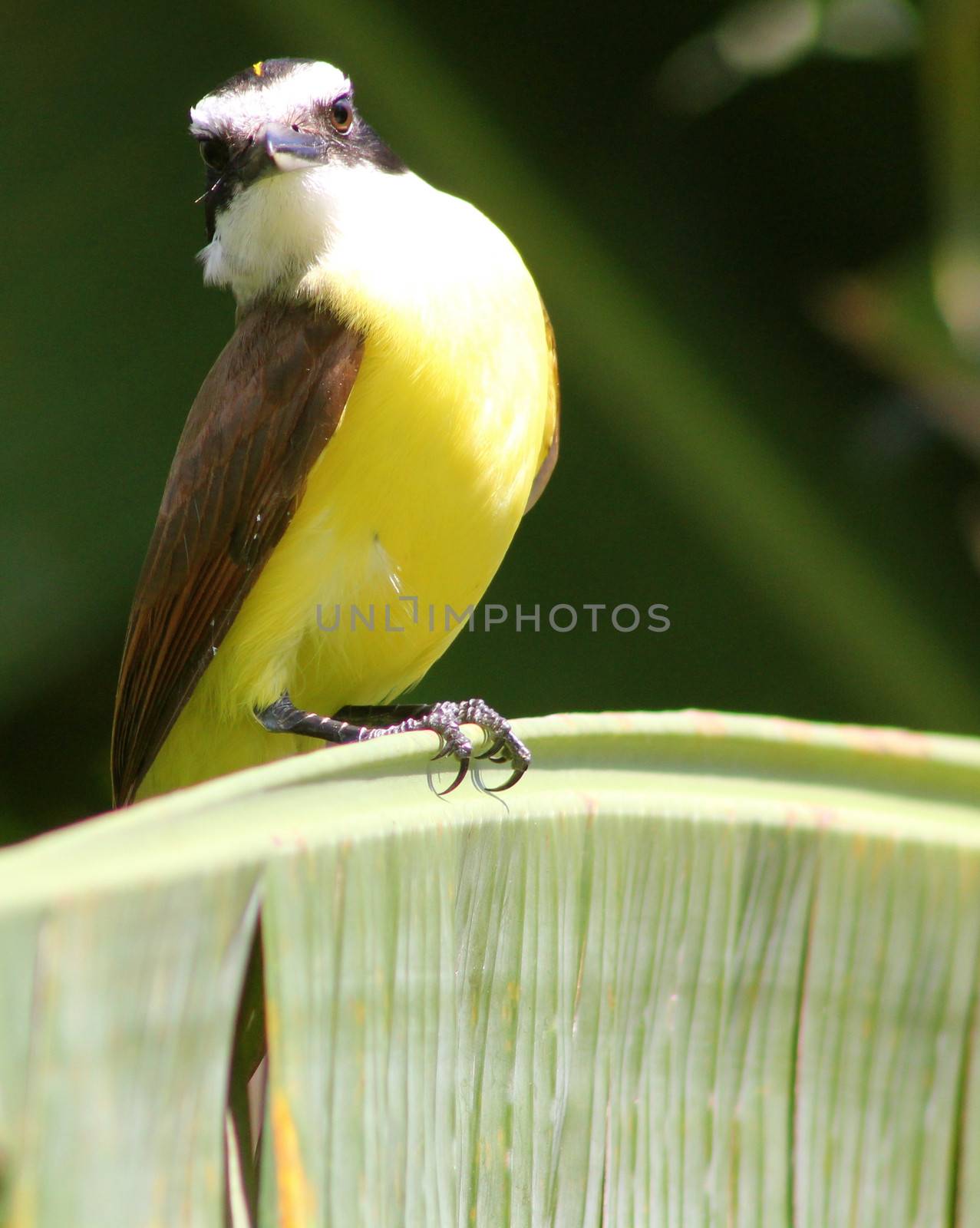 A colourful kiskadee perched in a palm tree in Mexico stares proudly.