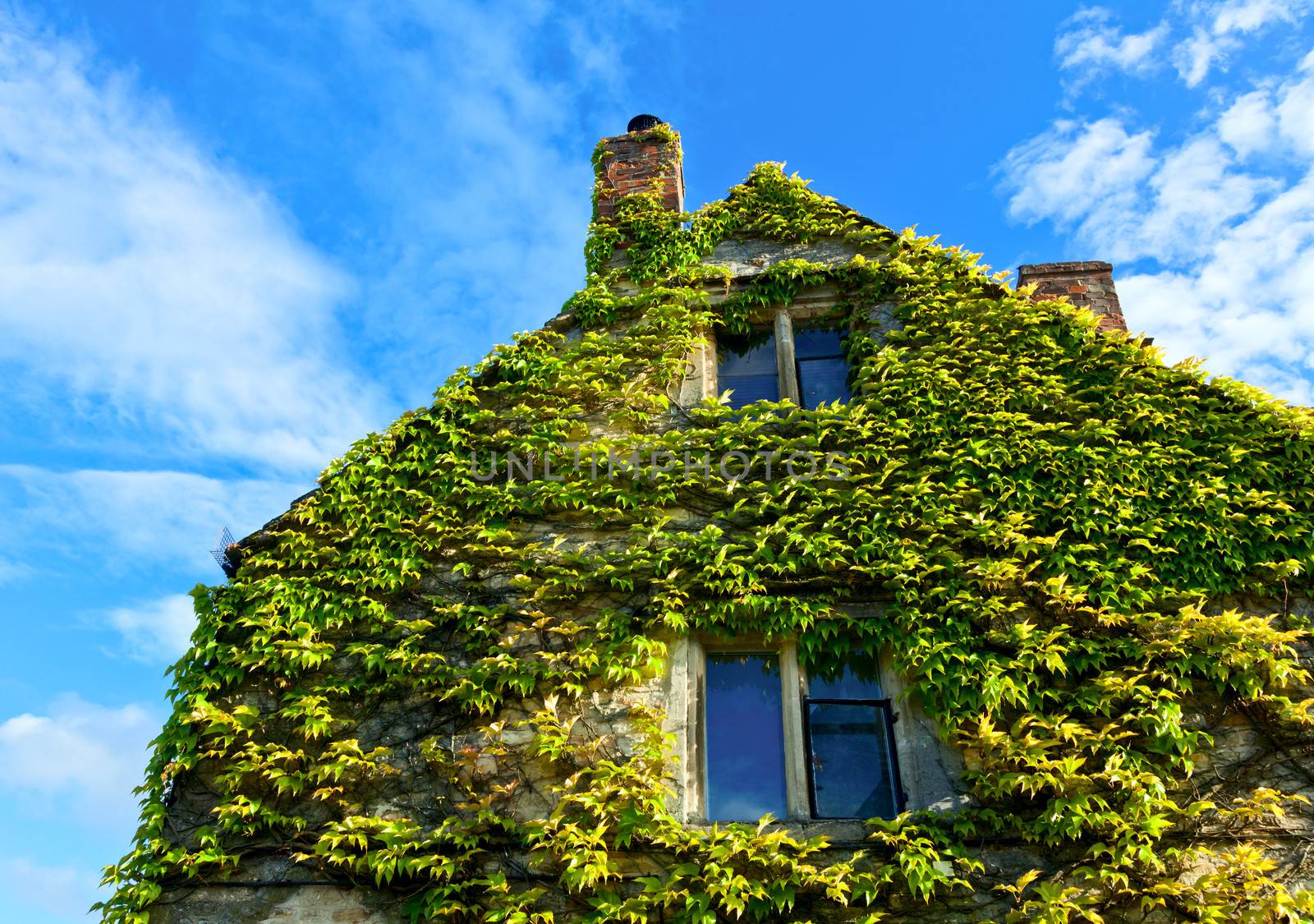 Old house wall with windows covered by grape against blue sky