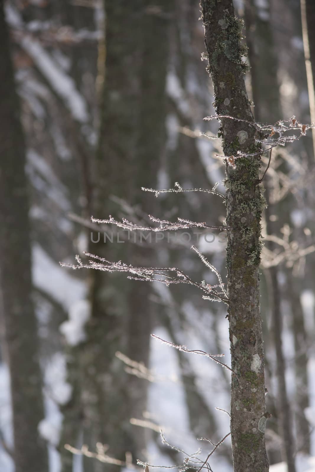 Frost on the branhces. Winter. High resolution