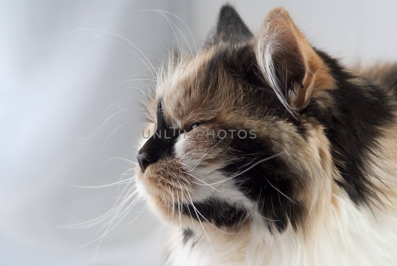 Cat portrait close up, only head crop, cat in brown, white and black