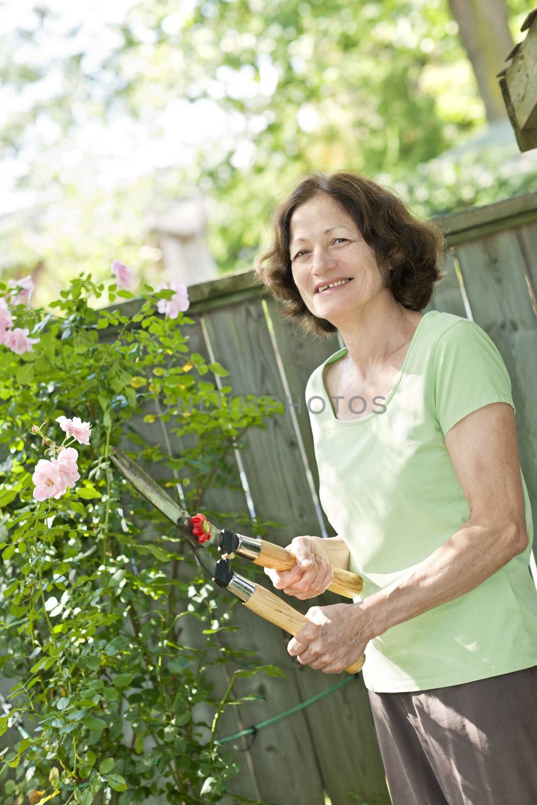 Happy senior woman gardening and pruning rose bush with clippers