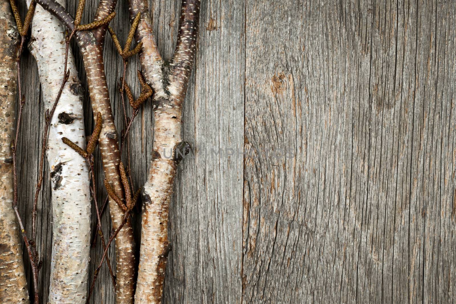 Birch tree trunks and branches on natural wood background with copy space