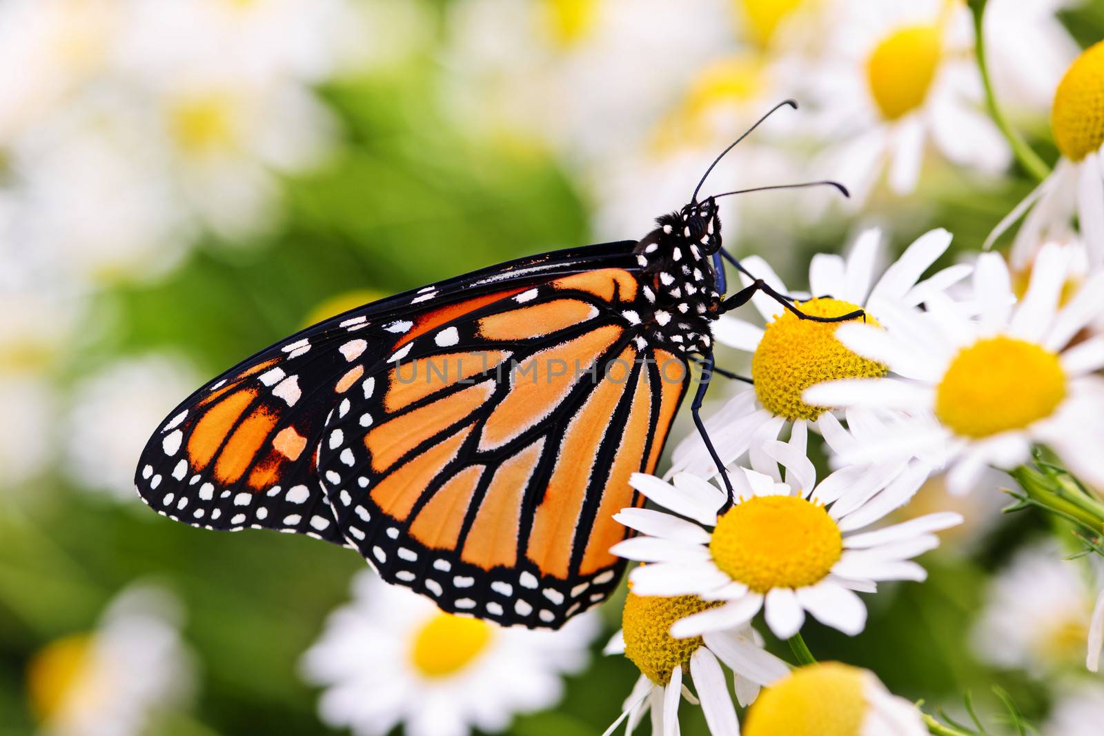 Monarch butterfly on flower by elenathewise