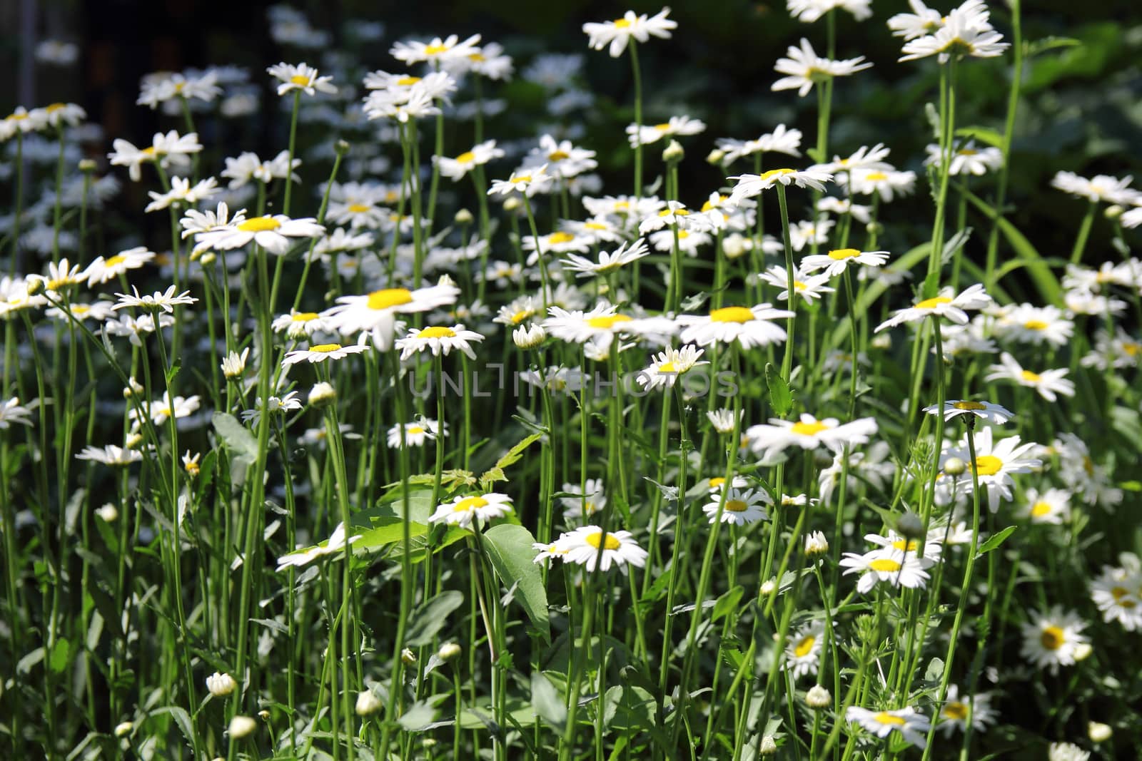 bright camomile on dark green background