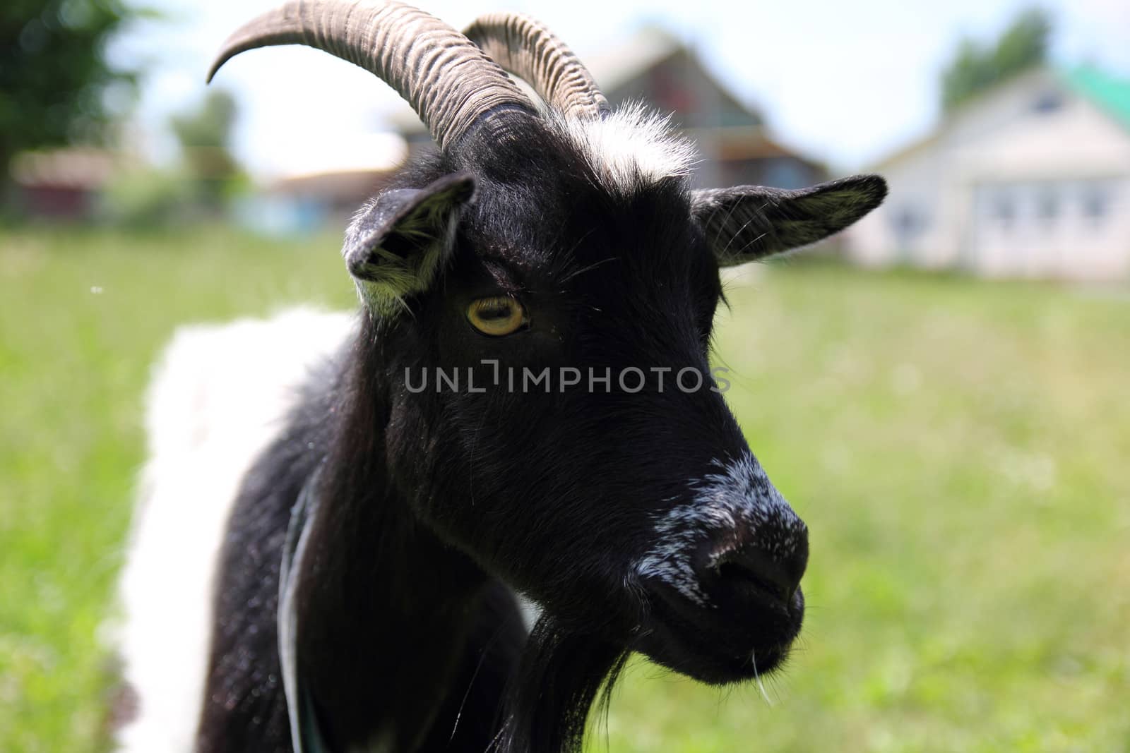 black-and-white goat grazing on a meadow