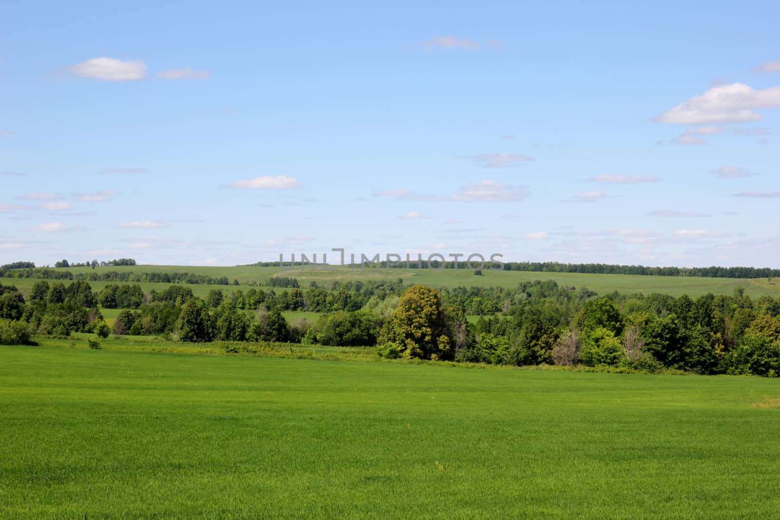 a small forest and a field with green grass