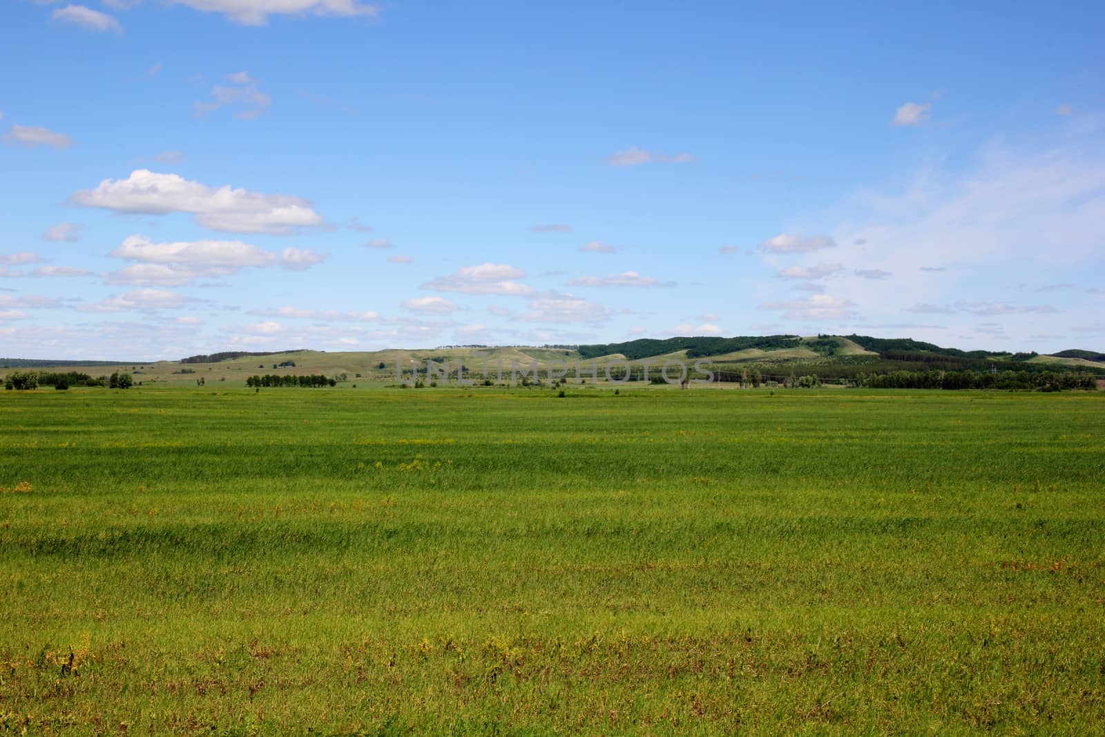 planted grass field and blue sky with white clouds