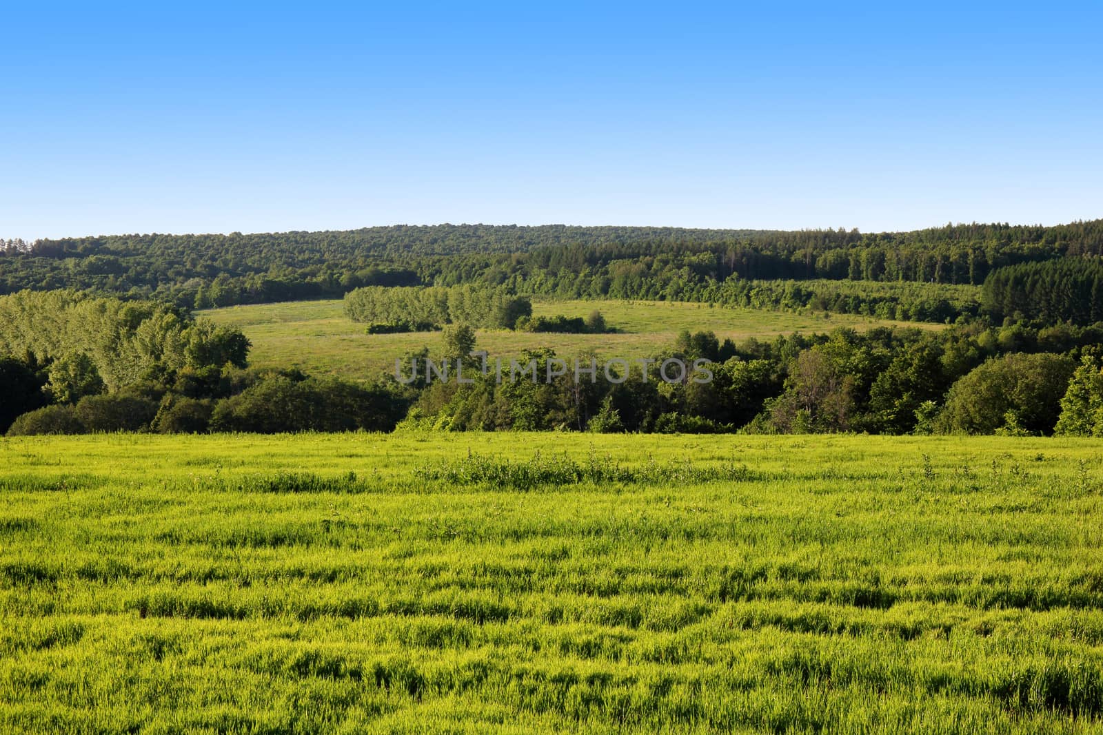 lush, green grass, trees and blue sky