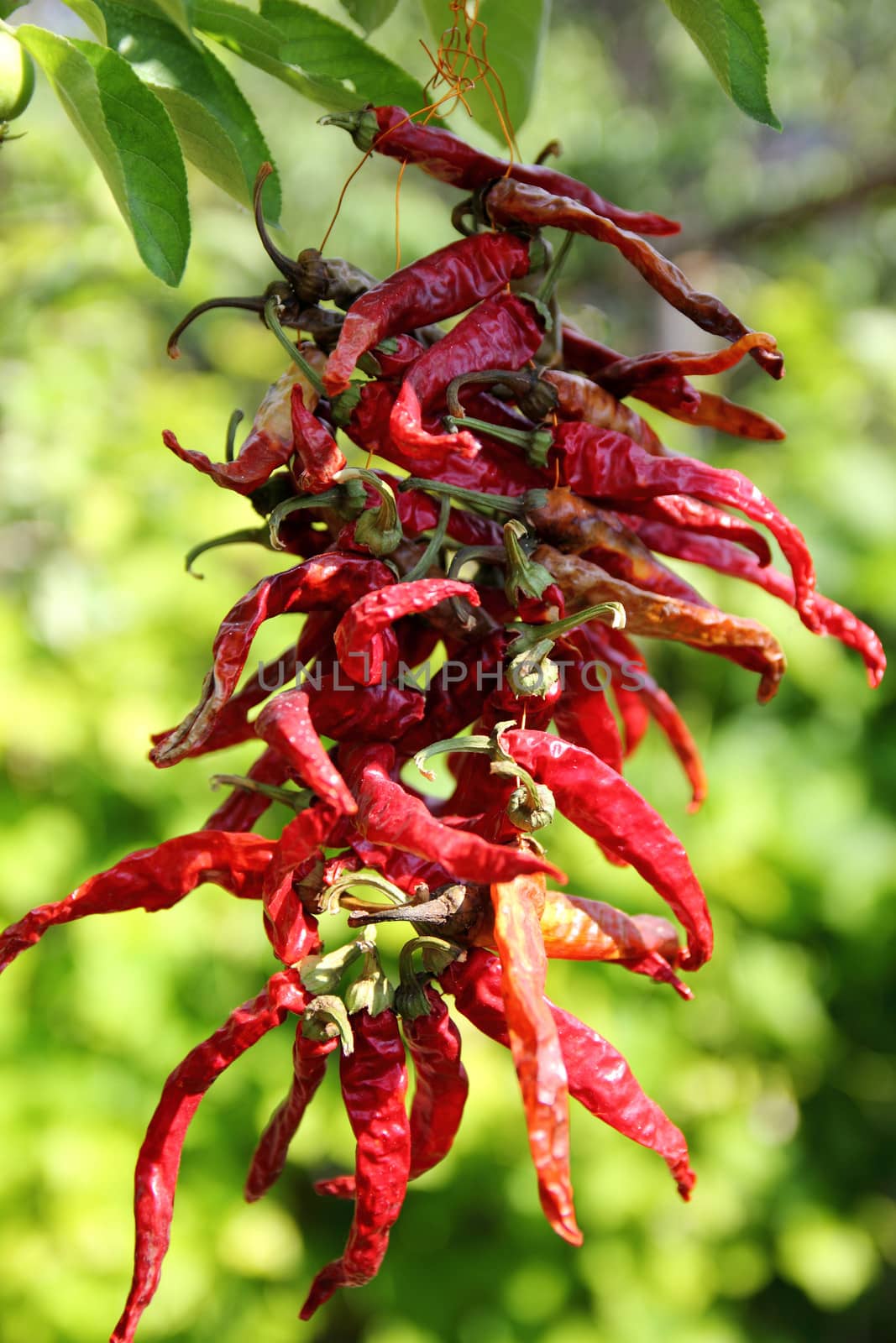 bunch of dried red pepper, hanging on a tree