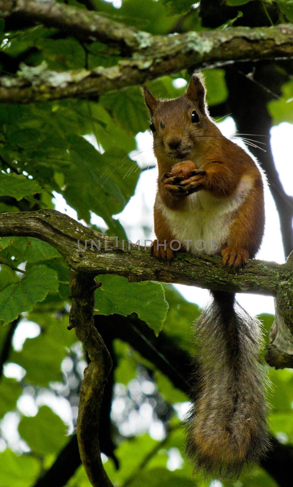 squirrel sits on a tree and eats nuts