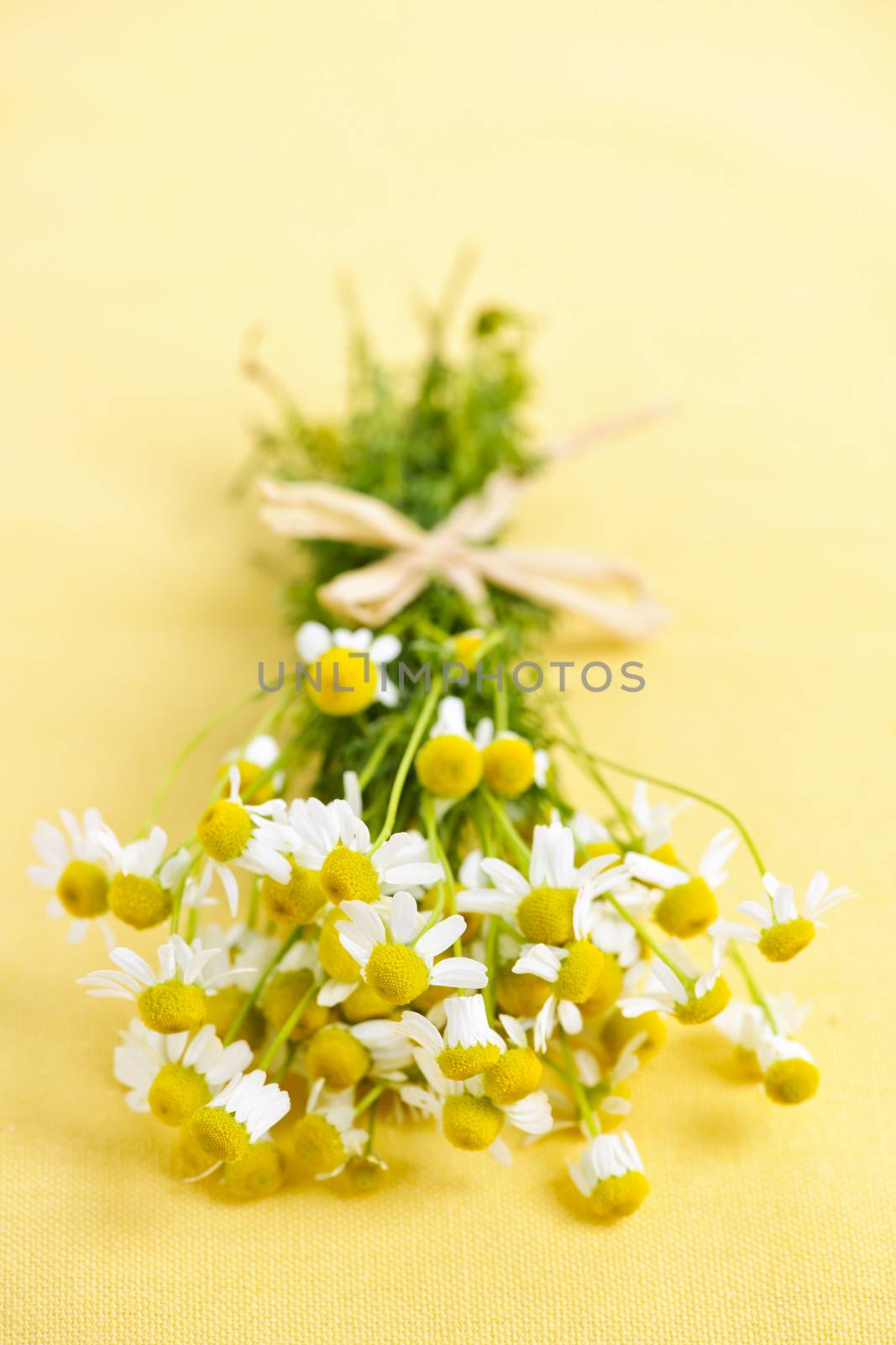 Bunch of fresh chamomile flowers on yellow background tied with bow
