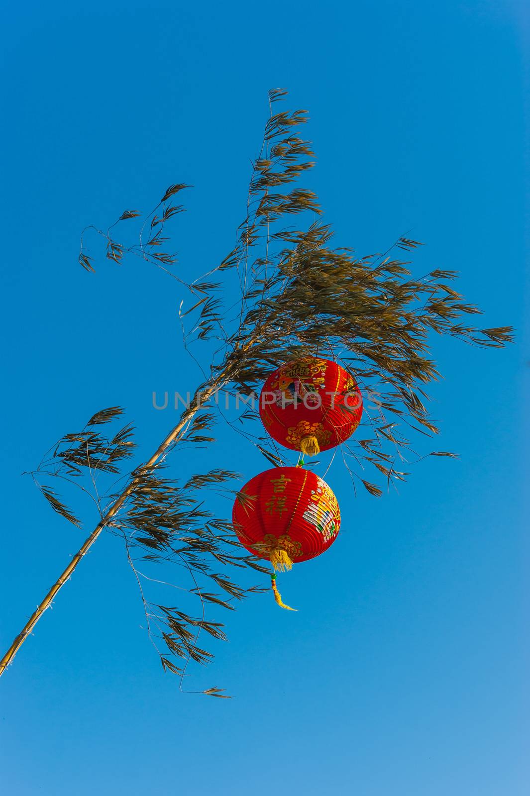 Chinese lanterns in a tree by oleg_zhukov