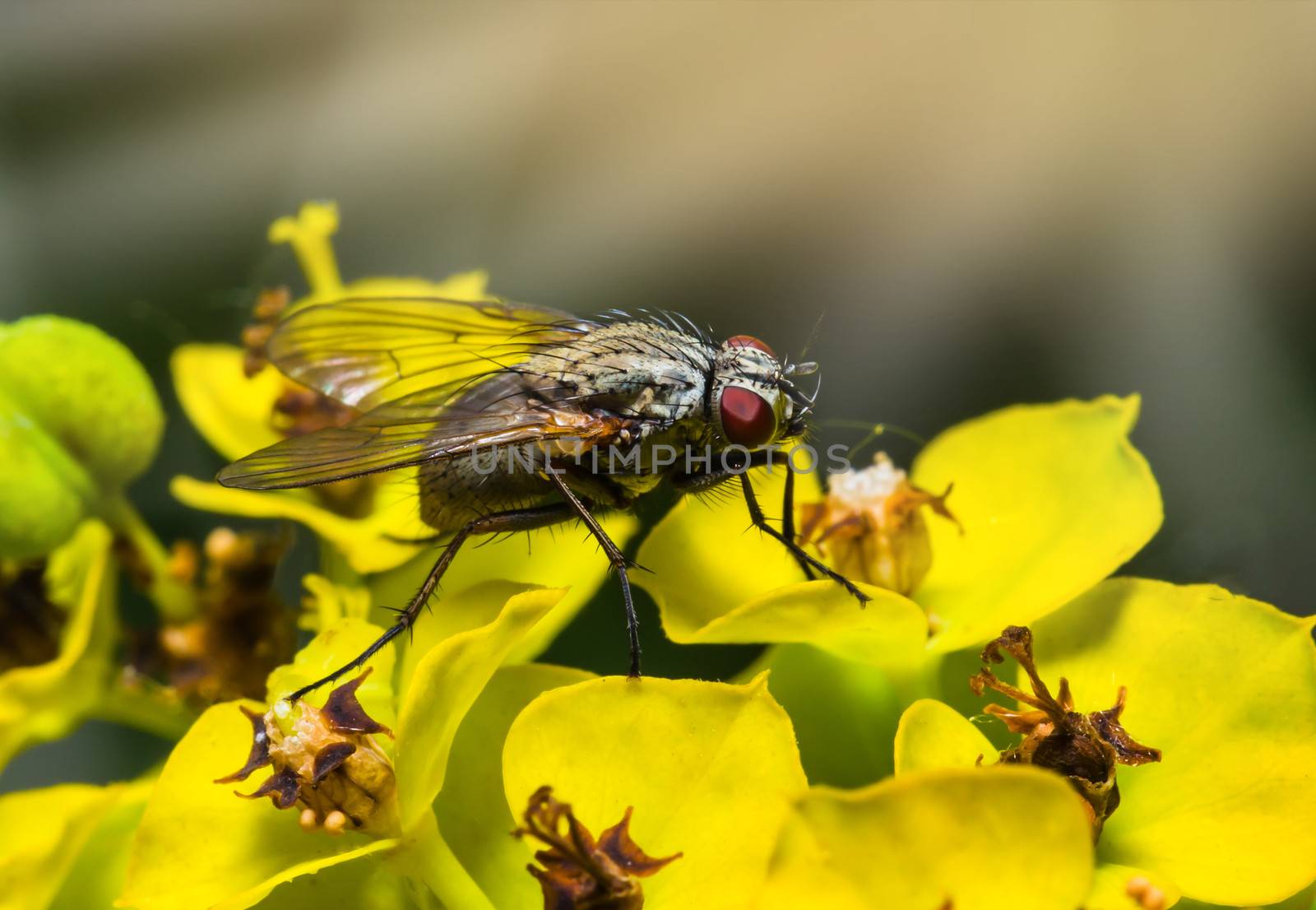 insect fly macro on the flowers by oleg_zhukov