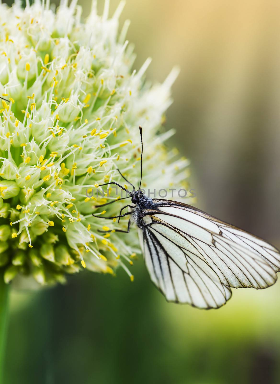 Butterfly Aporia crataegi on flower of onions by oleg_zhukov