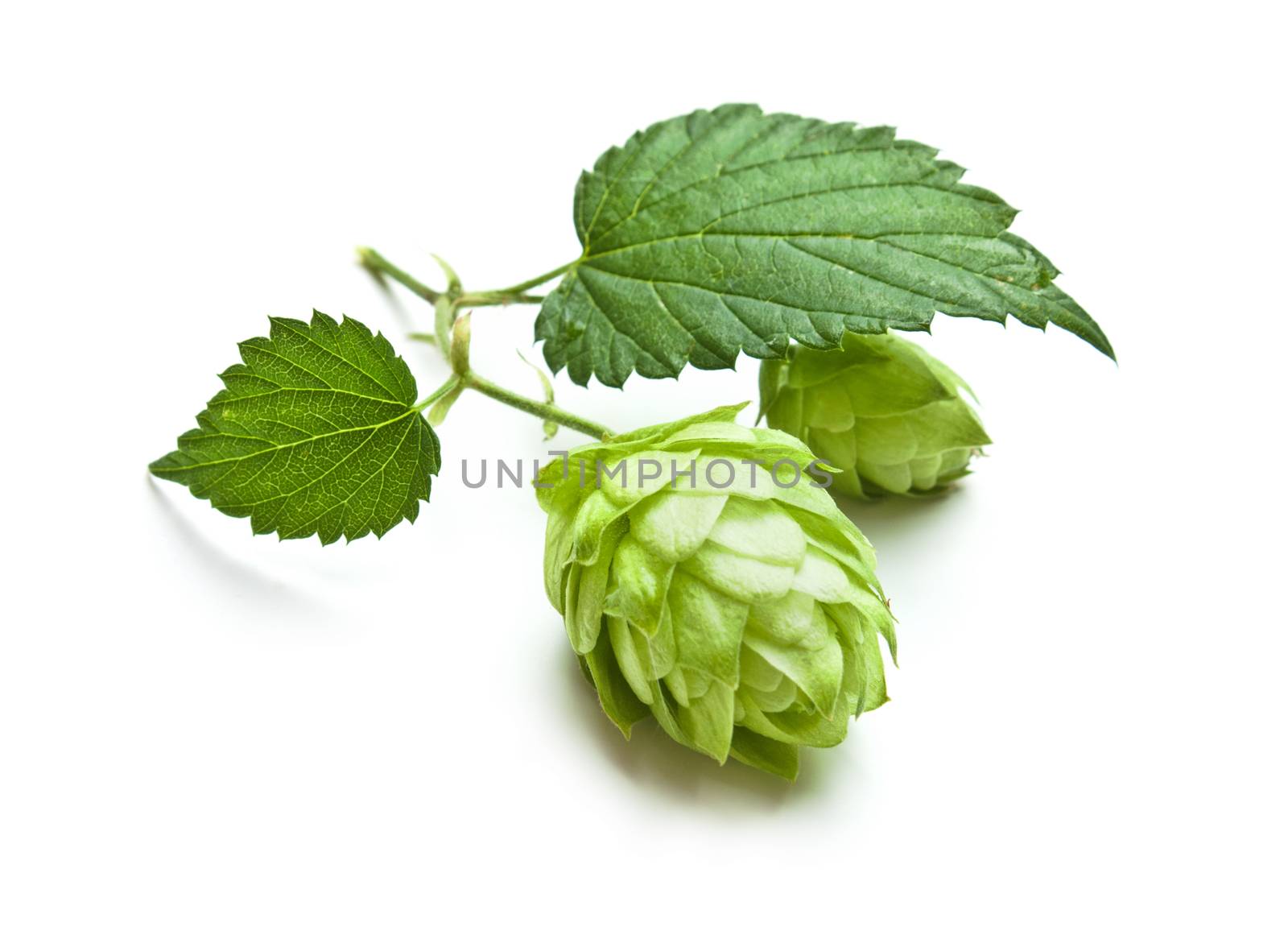 hops isolated on a white background