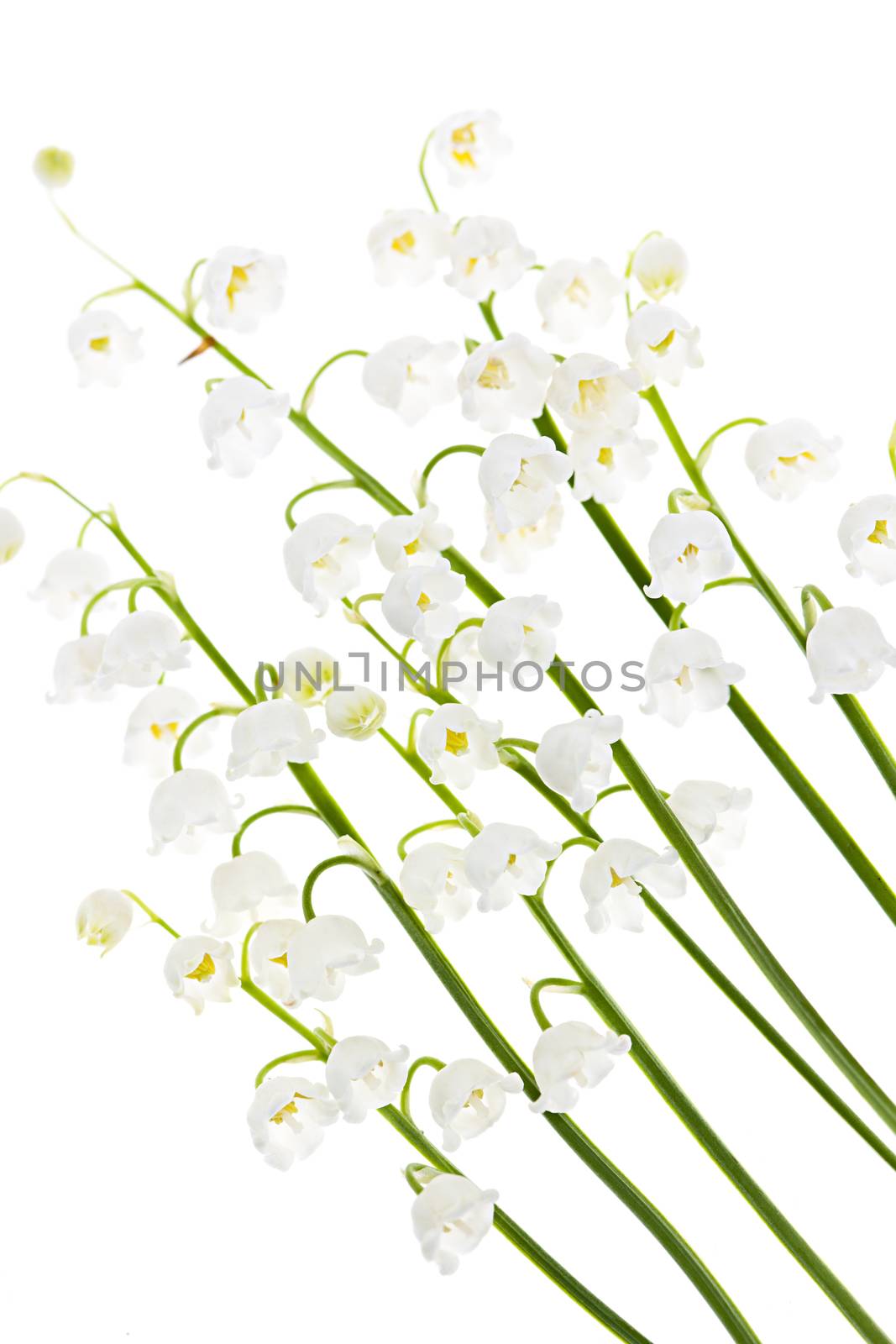 Lily of the valley flowers isolated on white background