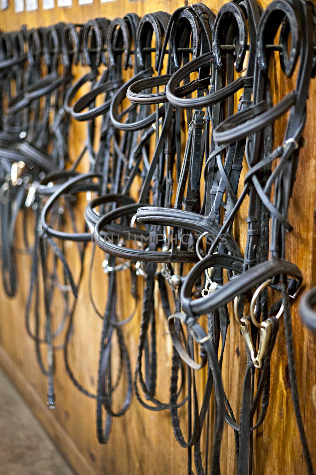 Horse bridles hanging in stable by elenathewise