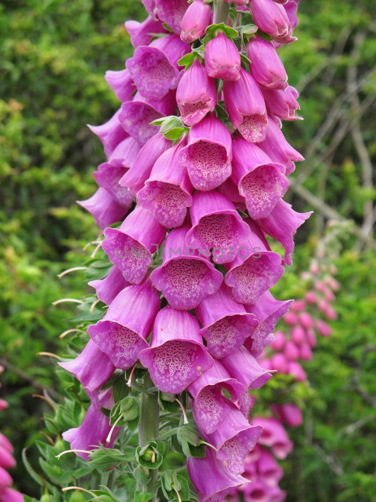 Pink Foxglove by mitzy