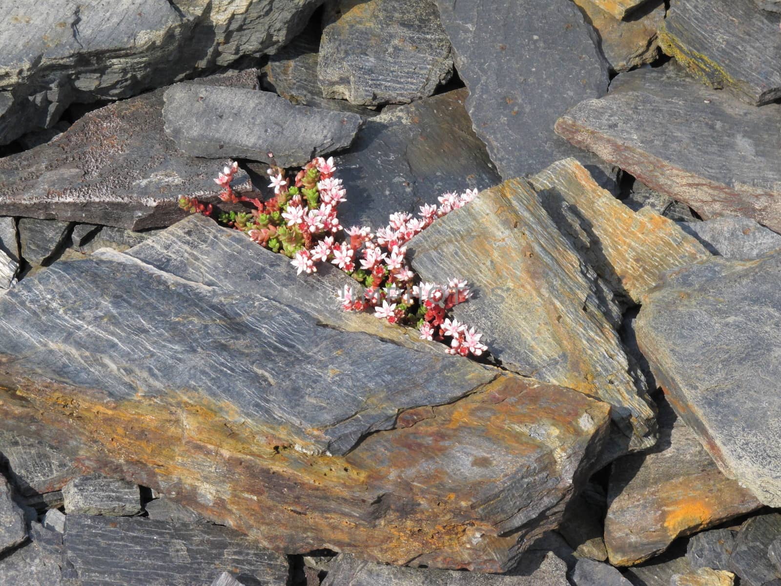 Sedum growing wild in Slate by mitzy