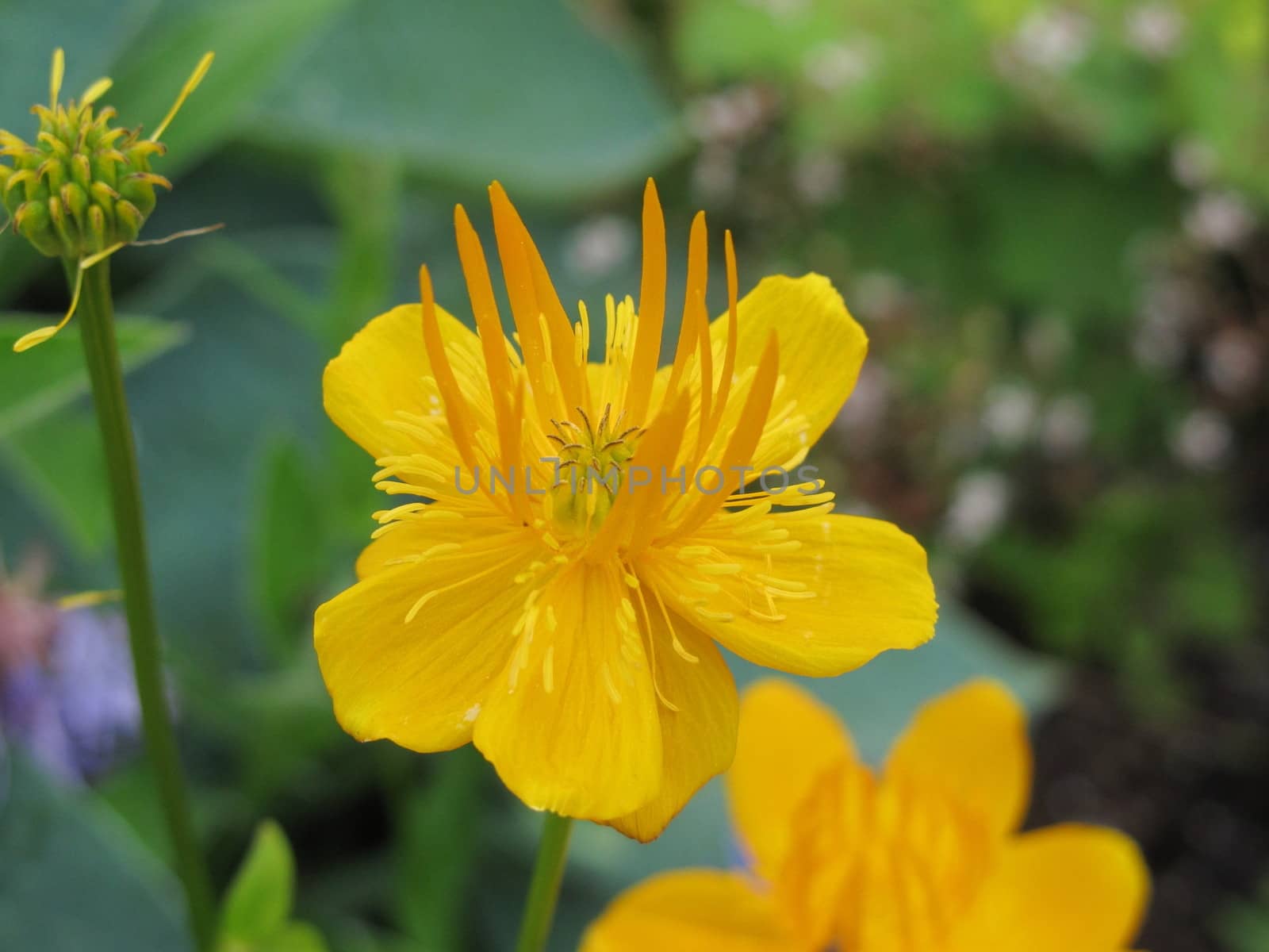 Trollius by mitzy