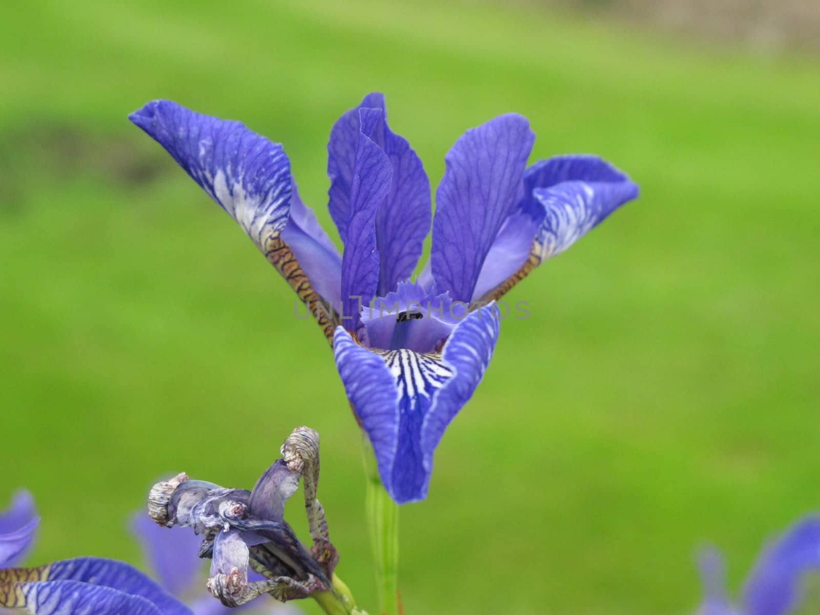 Purple Iris by mitzy