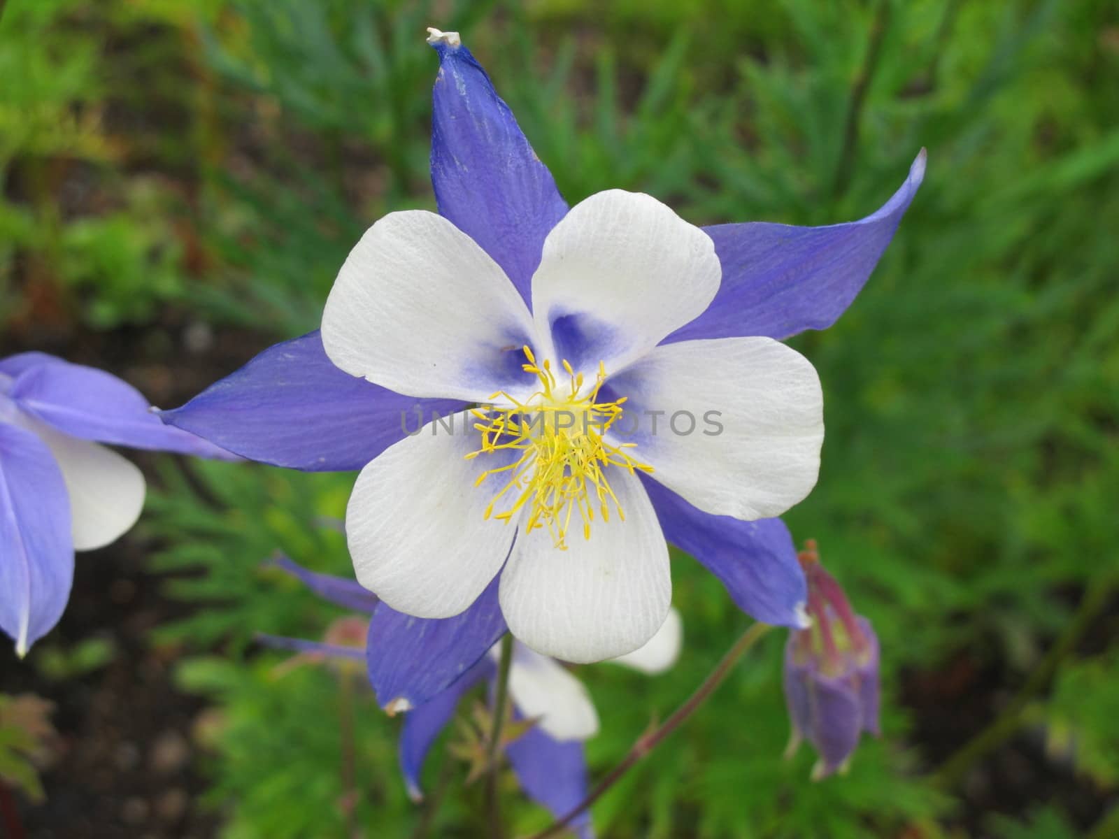 Aquilegia