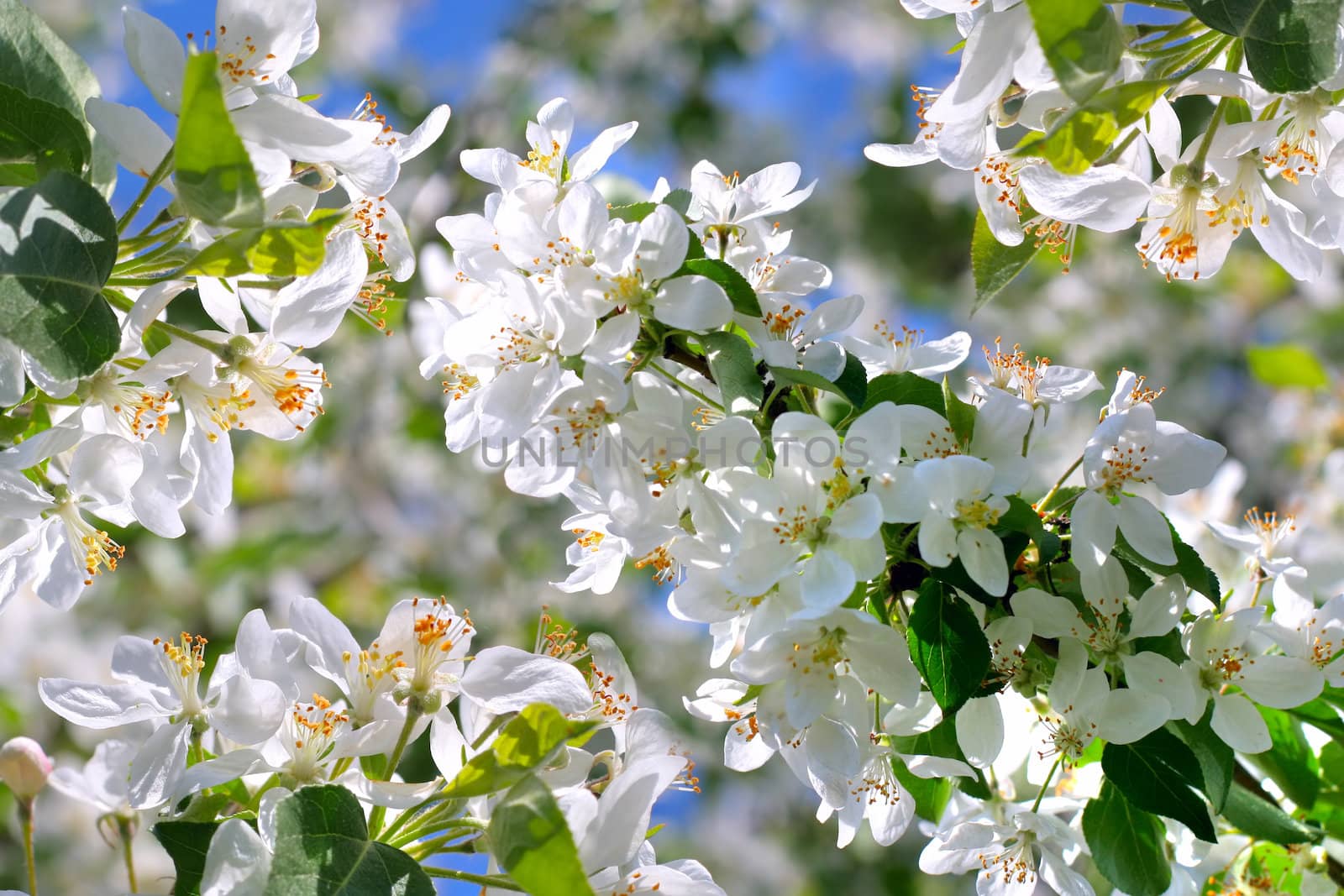 apple tree flowers In the beginning of spring