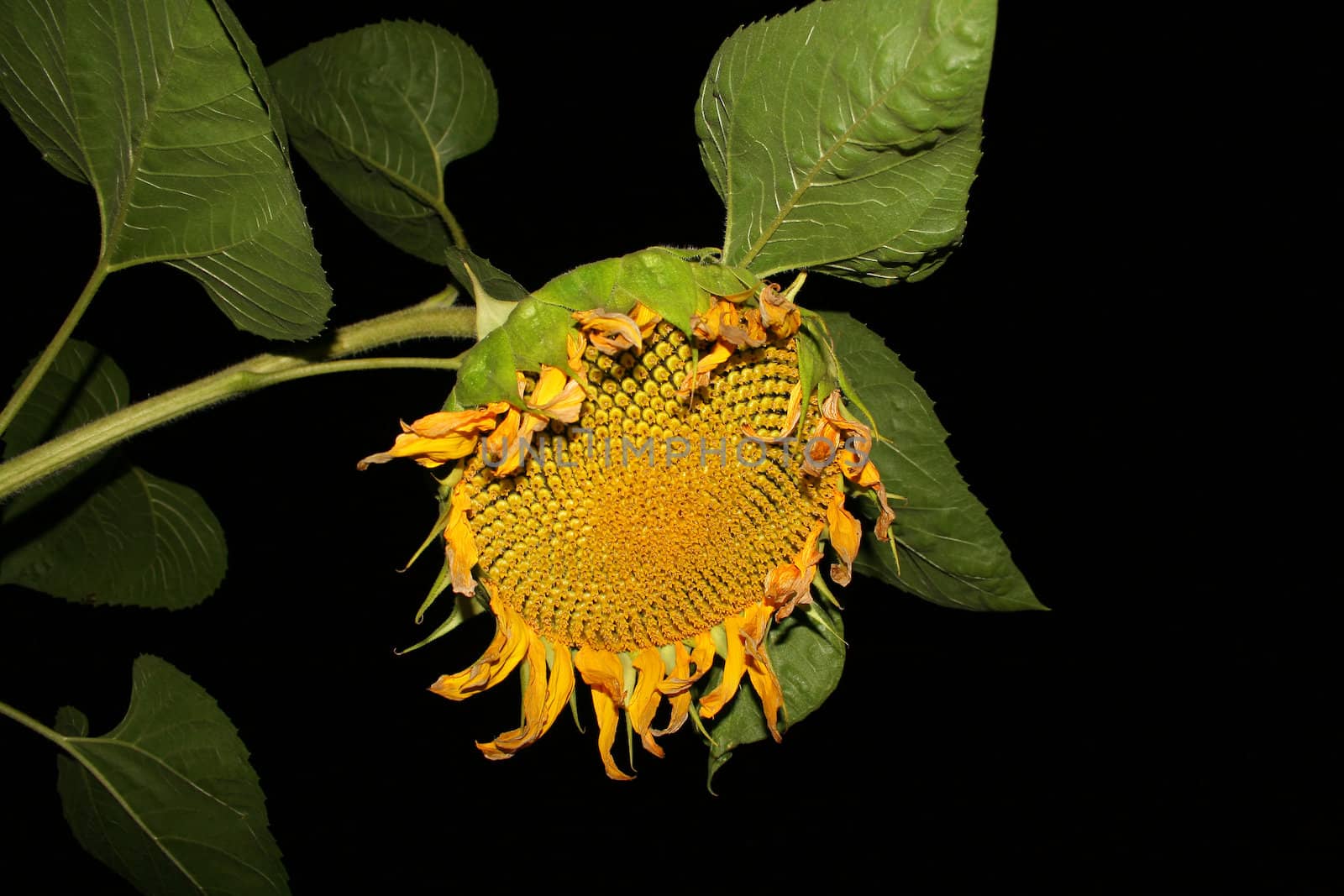 sunflower at night with lighting to create black background