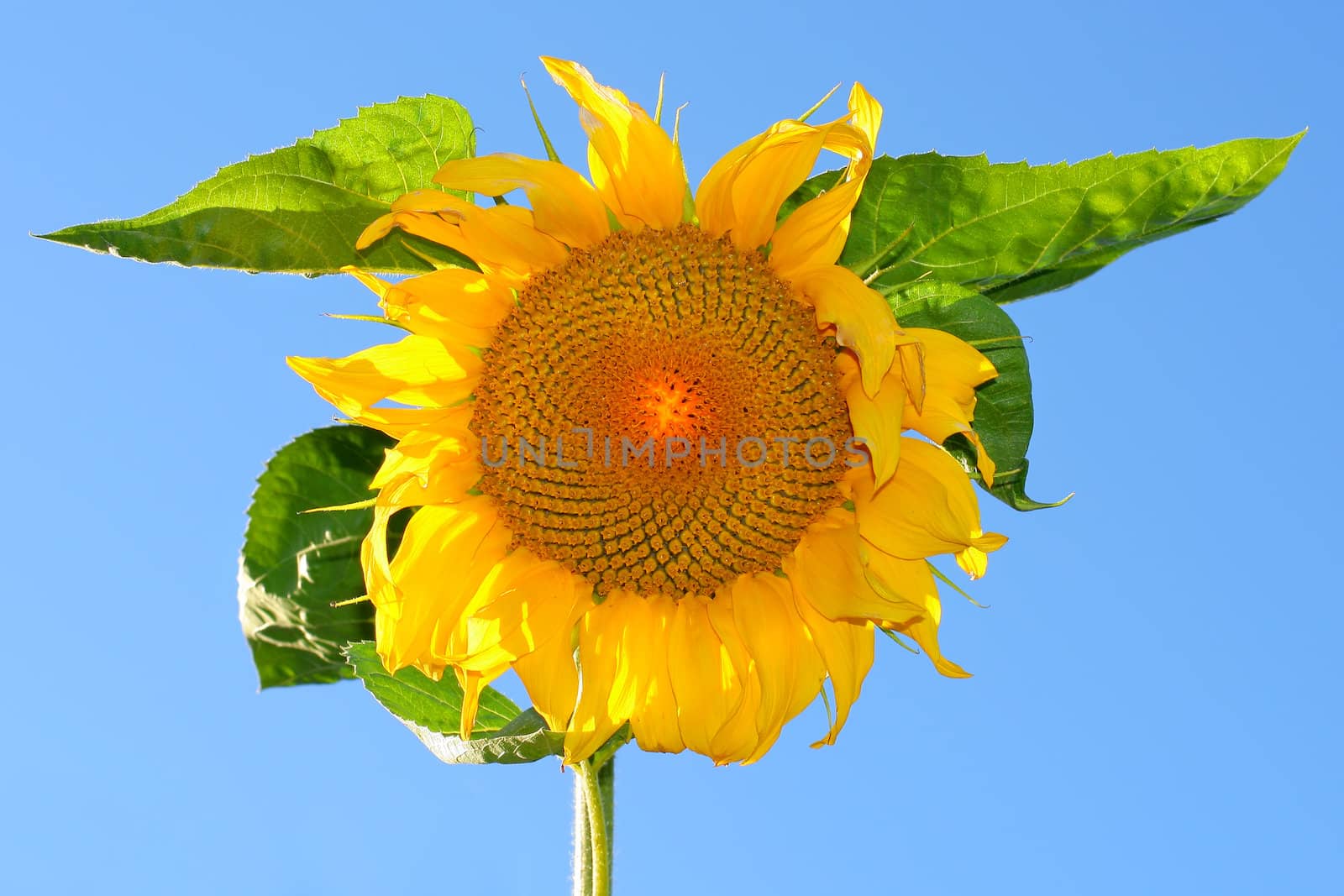 sunflower on the blue sky background