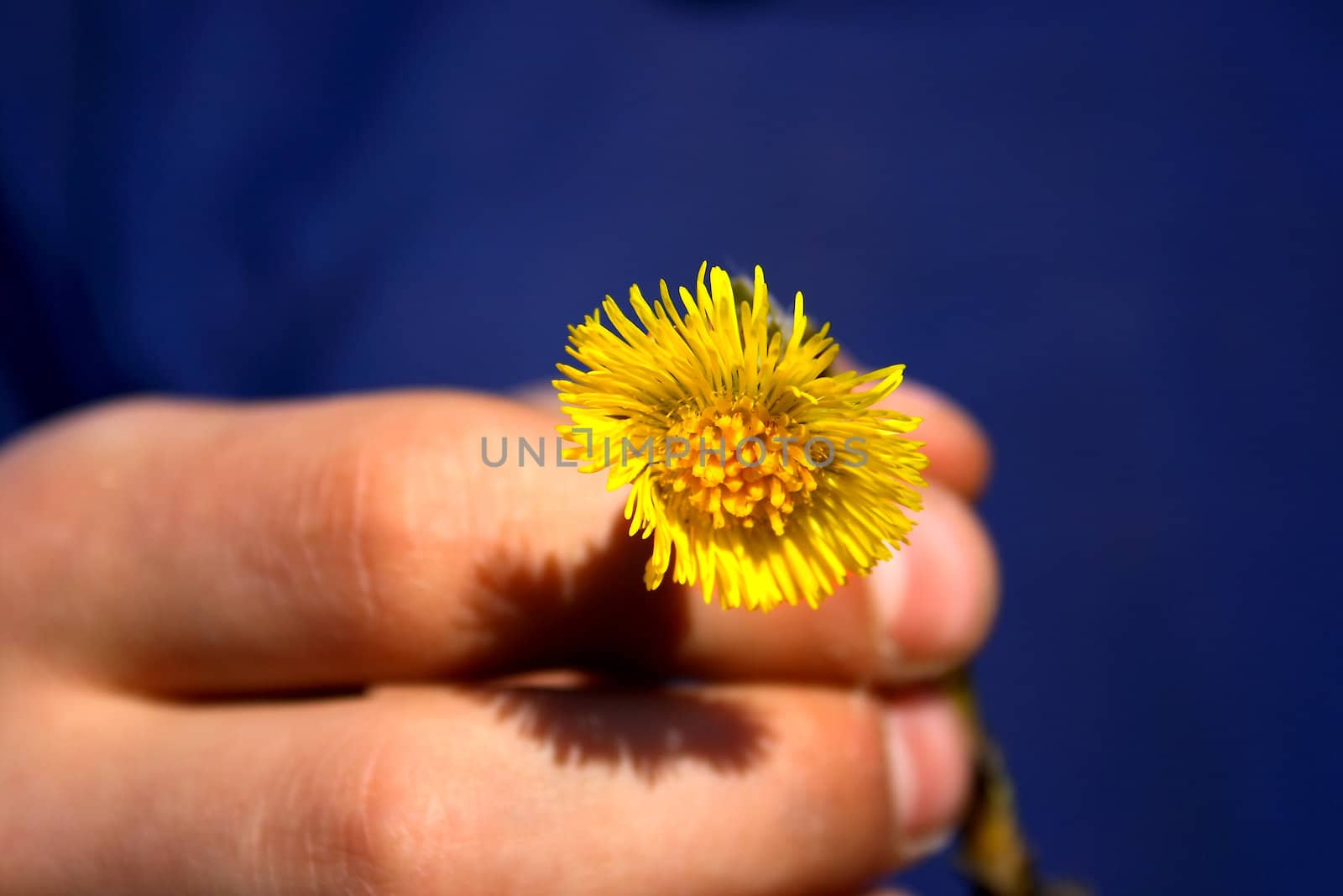 Holding a spring and wither dandelion