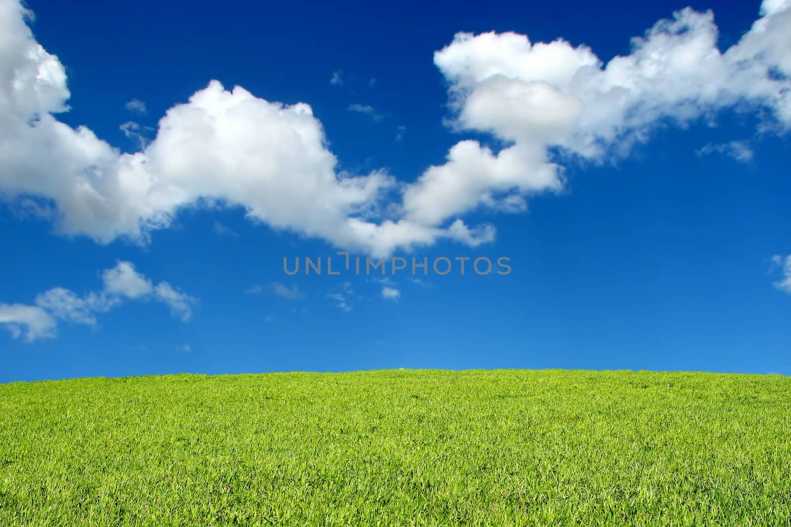 meadow and summer blue sky landscape