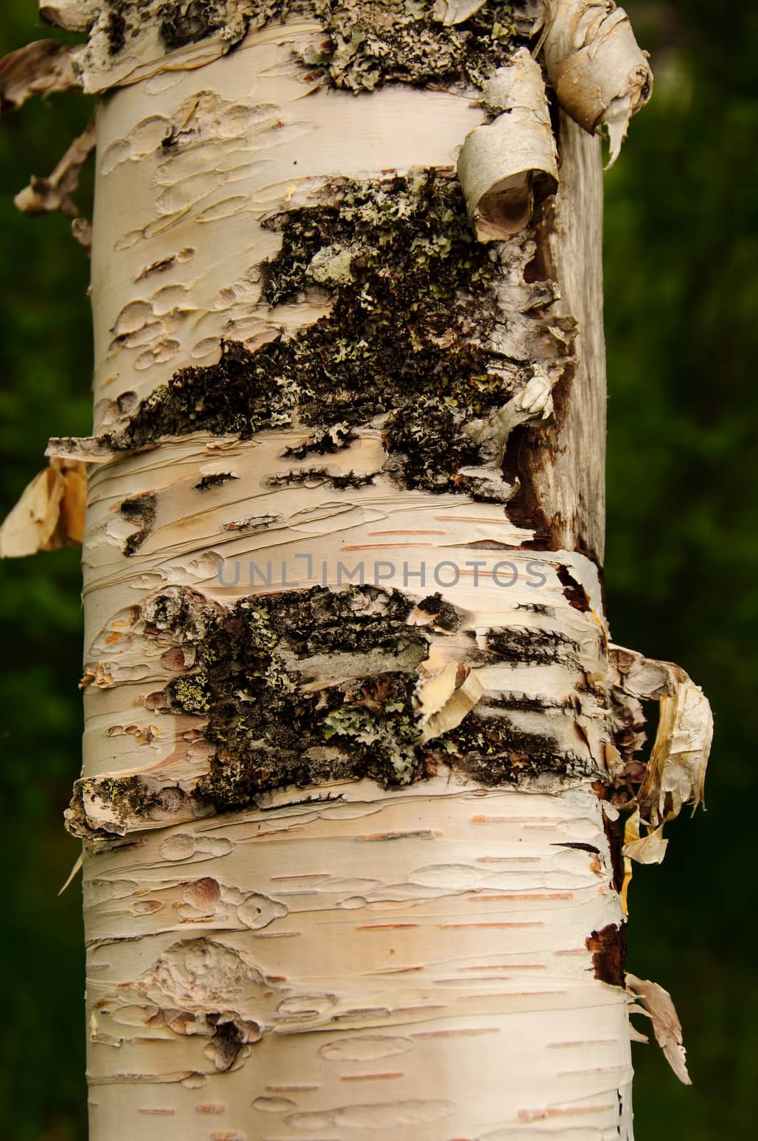 Close-up av bark of a birch stem