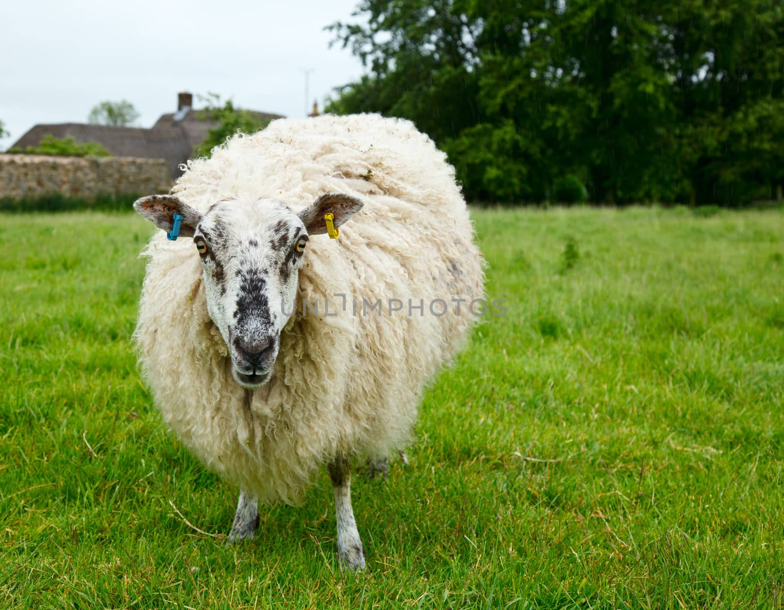Sheep by naumoid