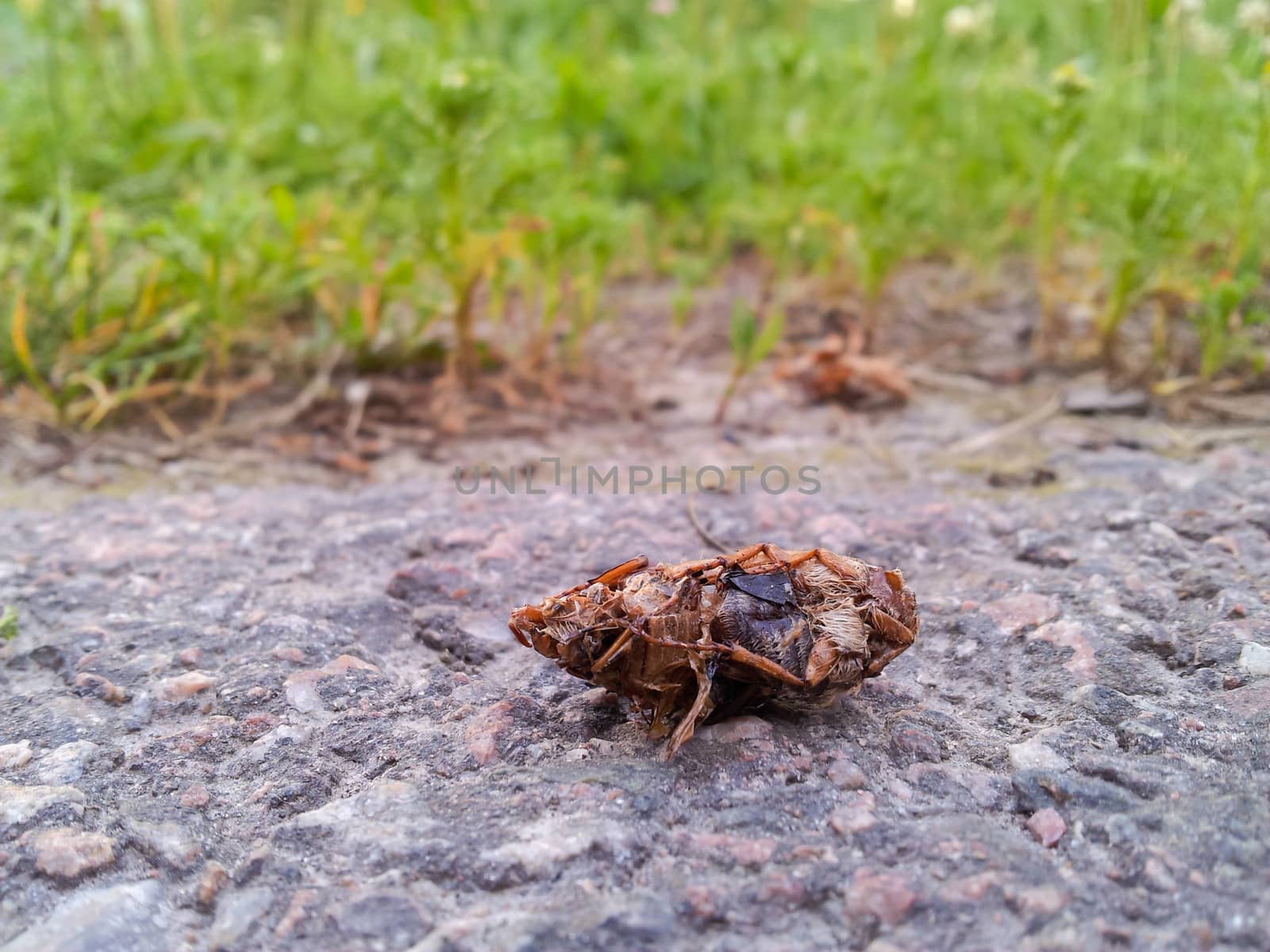 Closeup of a dead cockroach laying on asphalt in fron of green grass