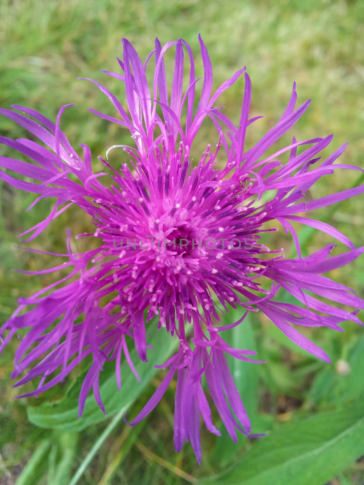 Closeup of violet, purple, cornflower, fresh green grass in background