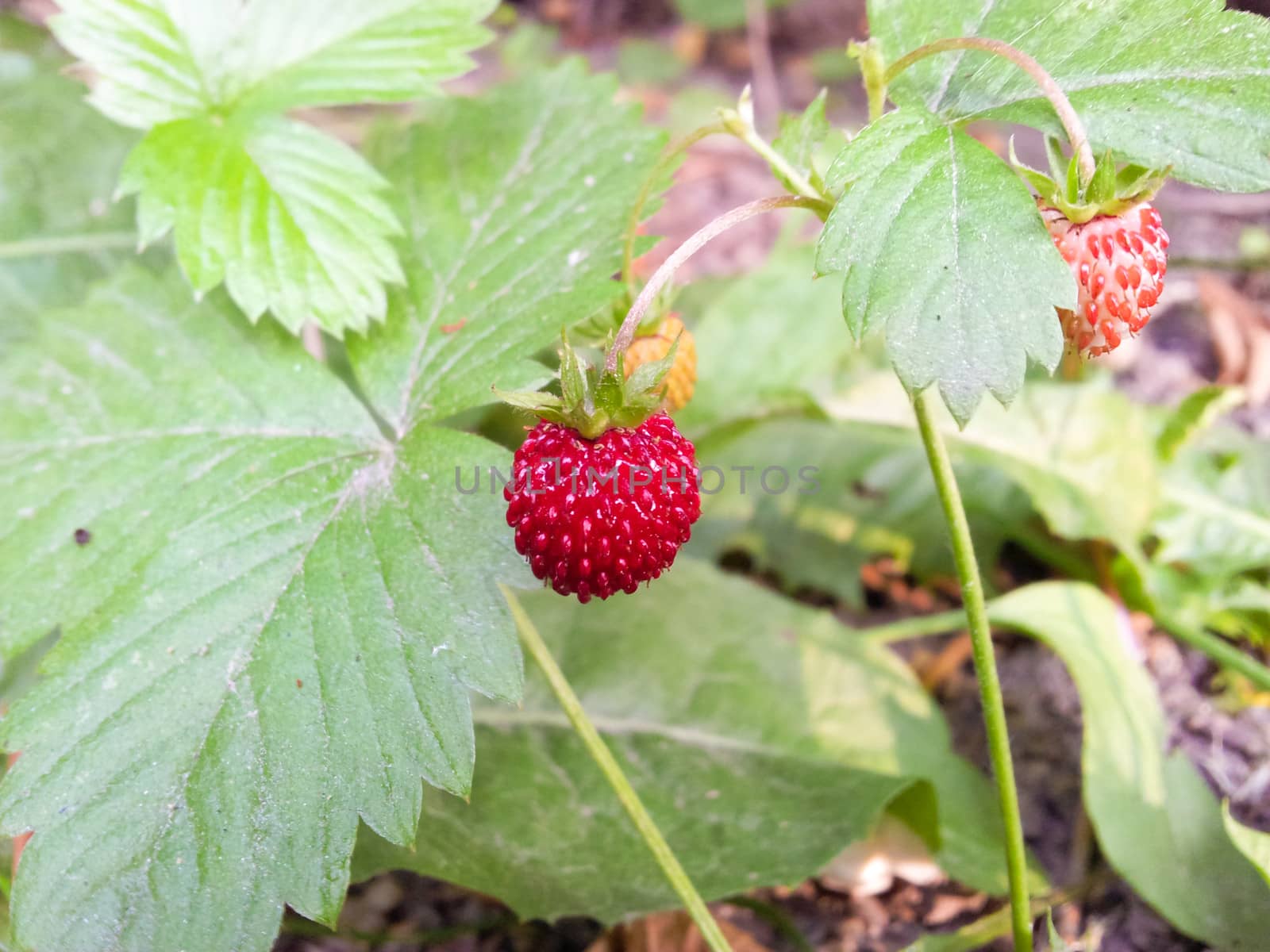 Closeup of uncultivated wild strawberries outdoors at summer