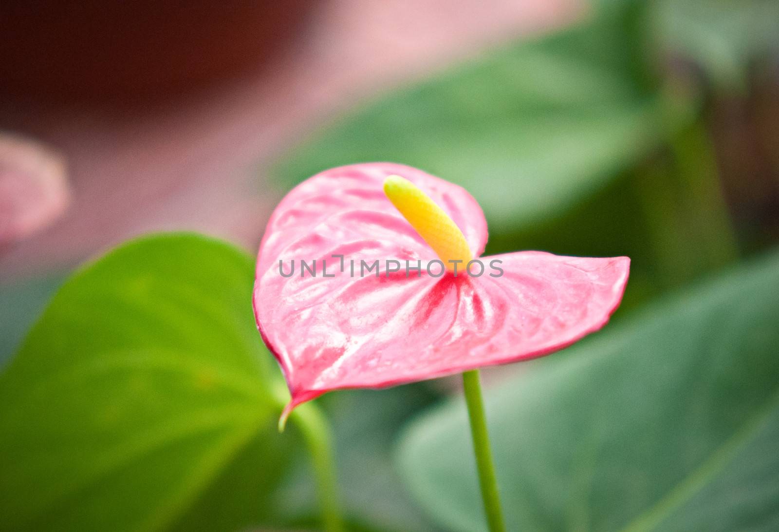 Beautiful Anthedesia anthurium growing in a garden .