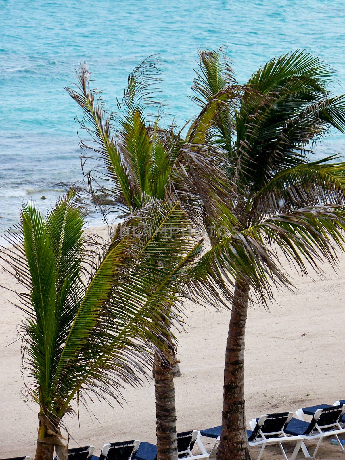 Beautiful tropical view of three palm trees on the beach near the ocean.