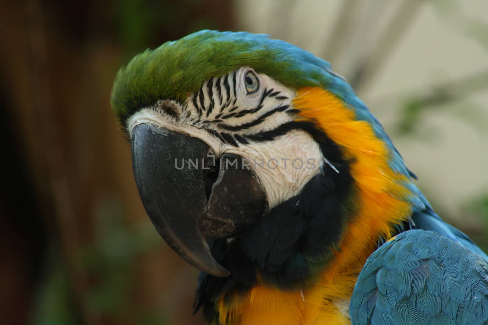 Closeup of macaw head