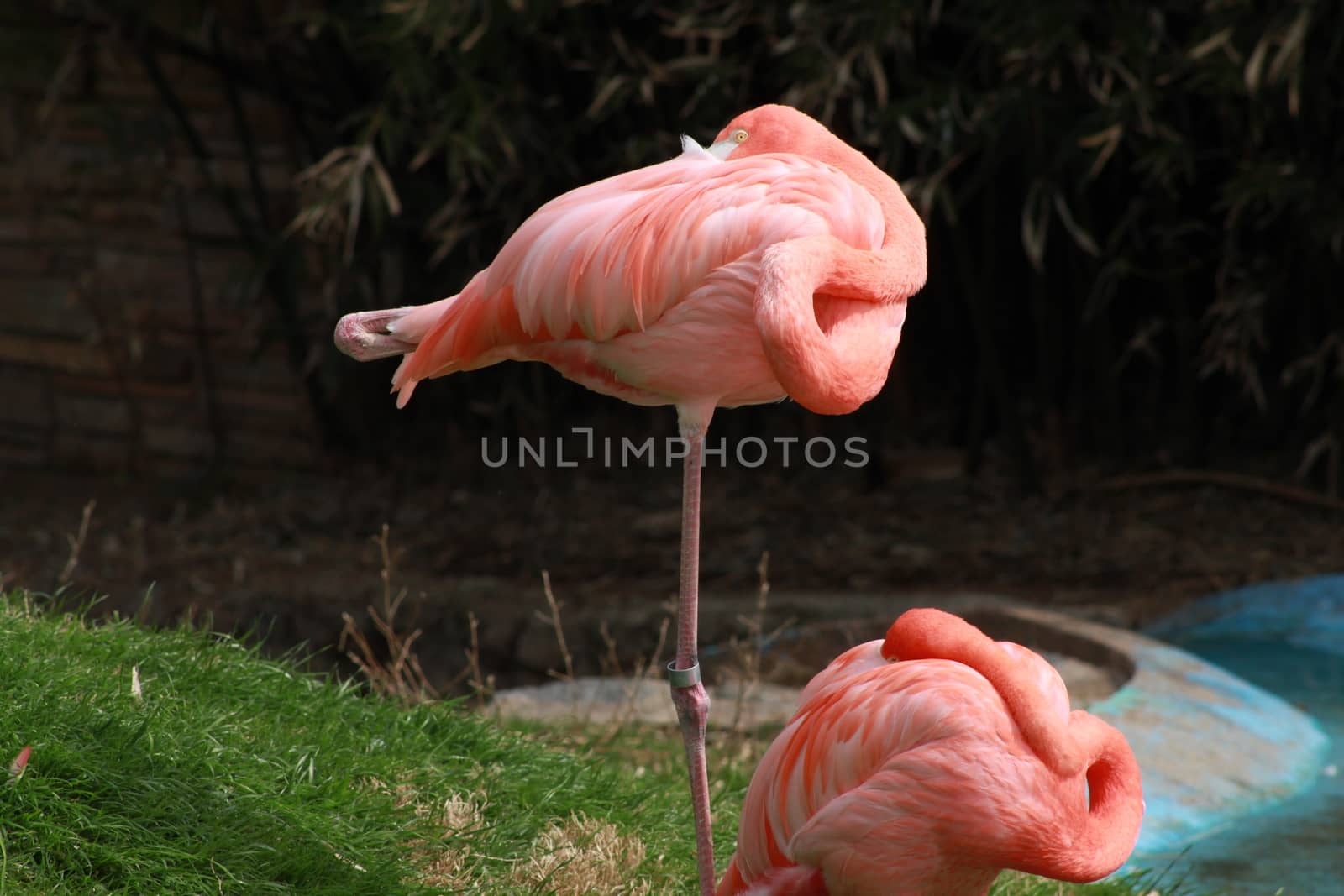 Flamingos resting near water
