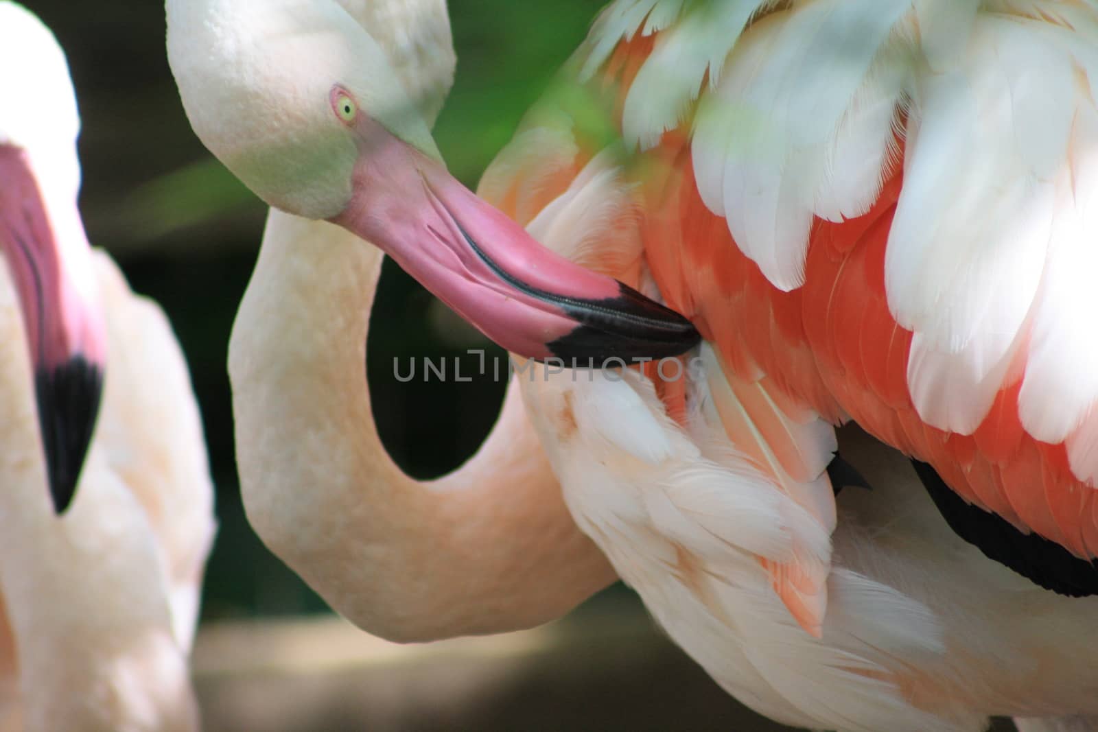 Closeup of a flamingo in a flock