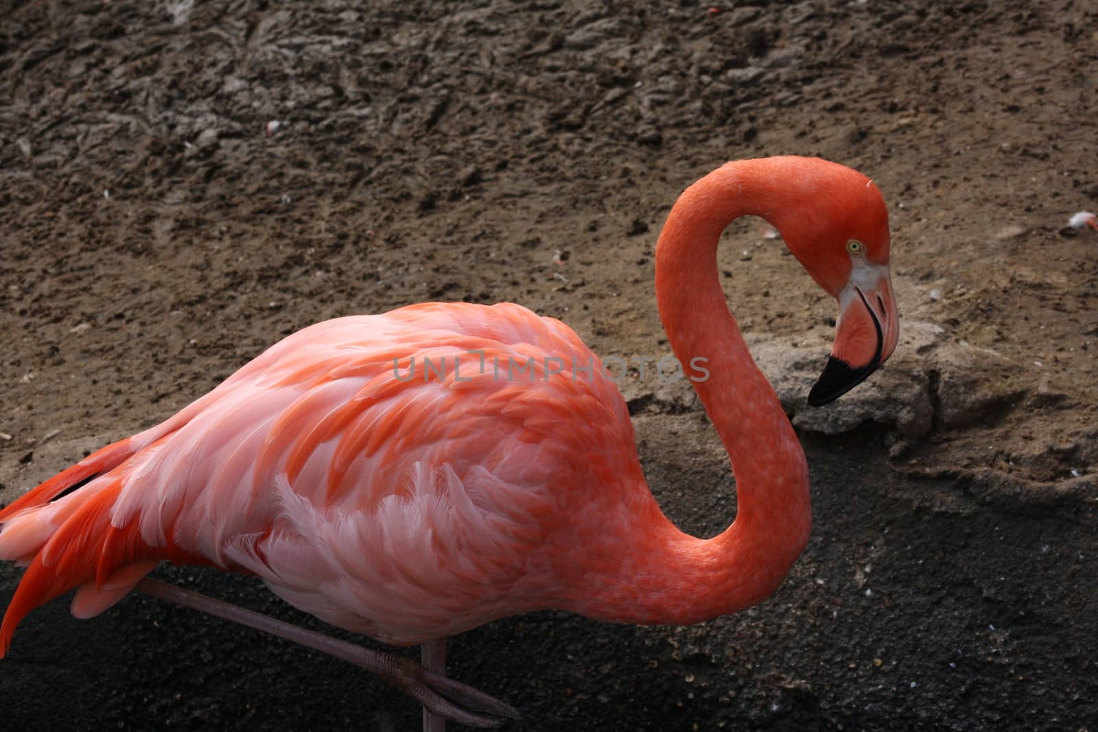 Flamingo in a wading pool