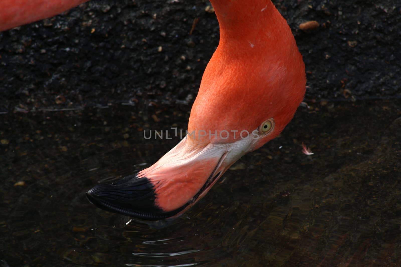 Extreme closeup of flamingo beak as the animal drinks